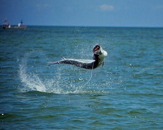 tarpon box