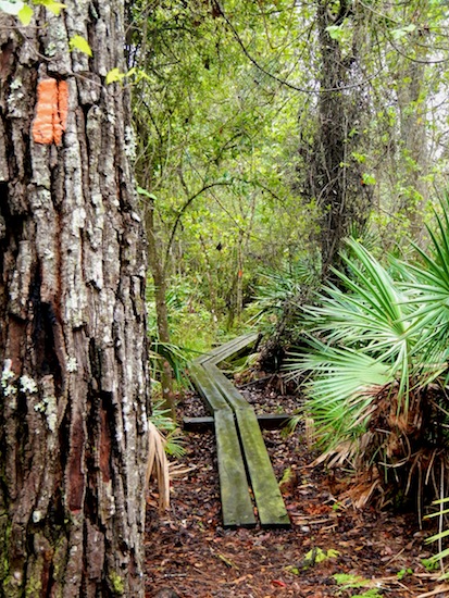 A Florida Trail mudbridge.