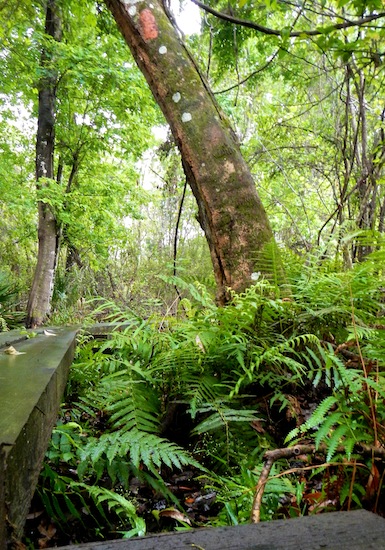 Same mud bridge, ant's eye view