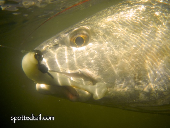 UWMosquitoLagoonRedfish