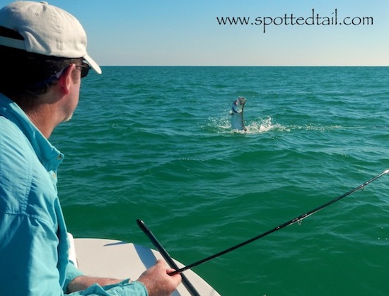 tarpon fishing report