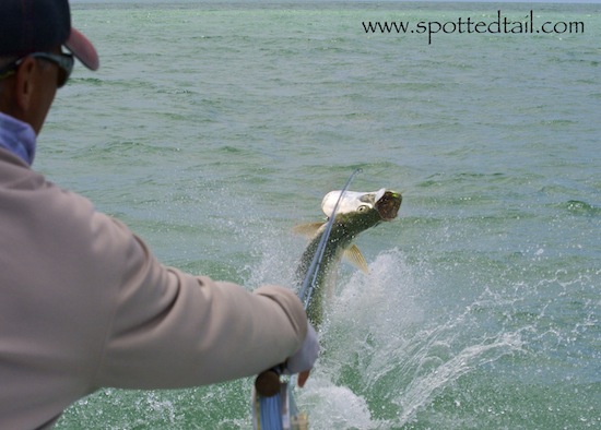 tarpon fishing report