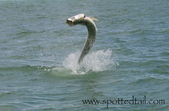 tarpon fishing report