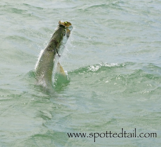 tarpon fishing report