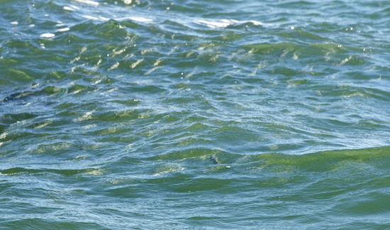 mullet in surf, port canaveral florida