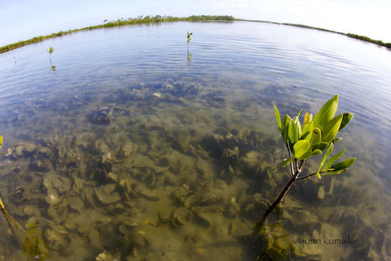 mosquito lagoon fishing report