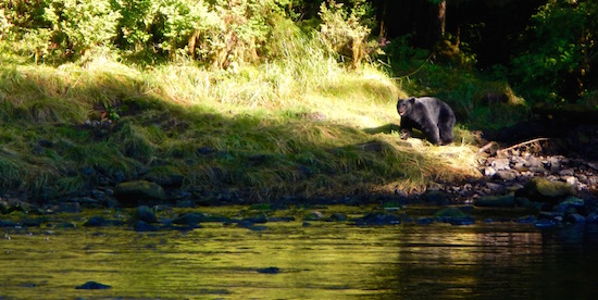 Black Bear at Neck Lake Outlet.