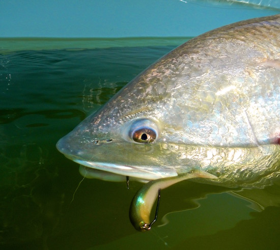 mosquito lagoon fishing report