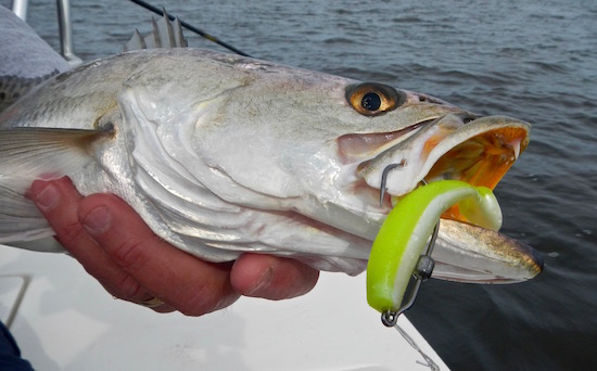 mosquito lagoon fishing report