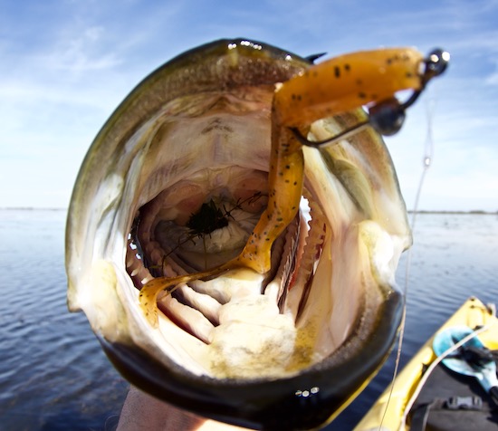 Best LURES for INSHORE FISHING in FLORIDA