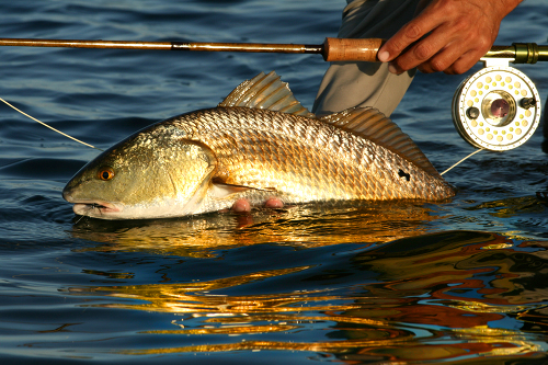 redfish release, banana river