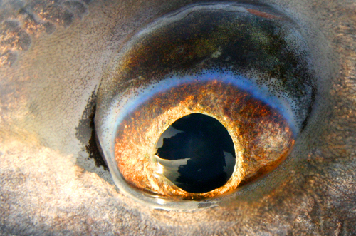 Black drum eye. 