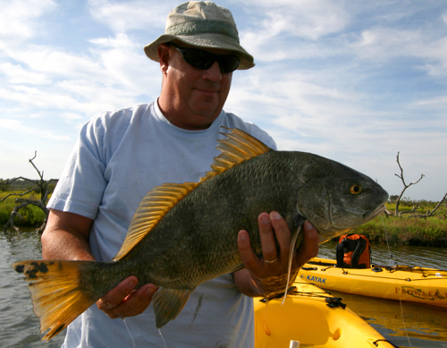 black drum, mosquito lagoon