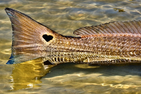 What a beautiful morning out on the water! Found some quality fish! Tight  Lines Everyone! #inshore #fish #fishing #redfish #reddrum #ocea