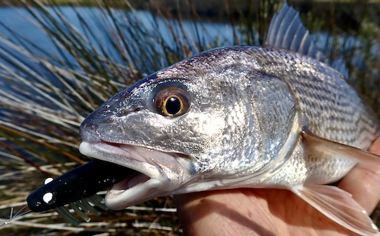 Loads of SHRIMP with LIMITS of Puppy Drum in the Chesapeake Bay