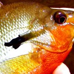 Redbelly Sunfish