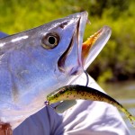 seatrout on jerkbait