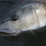 Redfish, Banana River Lagoon