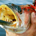 Big Spotted Seatrout