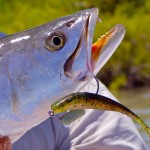 seatrout on jerkbait