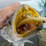 Seatrout caught on a DOA Shrimp