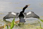 birds of the merritt island national wildlife refuge