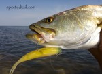 orlando saltwater fishing report