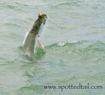 tarpon fishing report