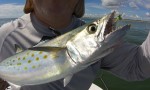 Spanish mackerel, port canaveral florida