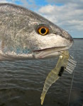 mosquito lagoon fishing report