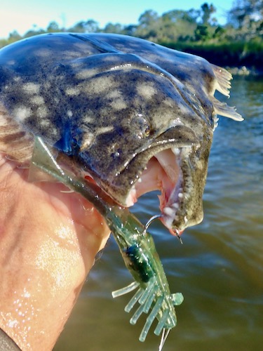 Twofer Fishing Report - the spotted tail