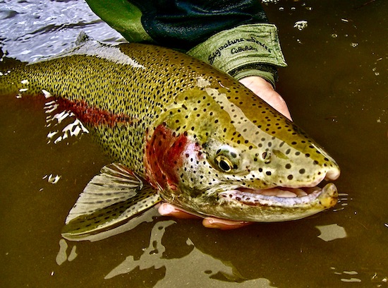 Fly Fishing Tippet Archives - Wild Trout Outfitters