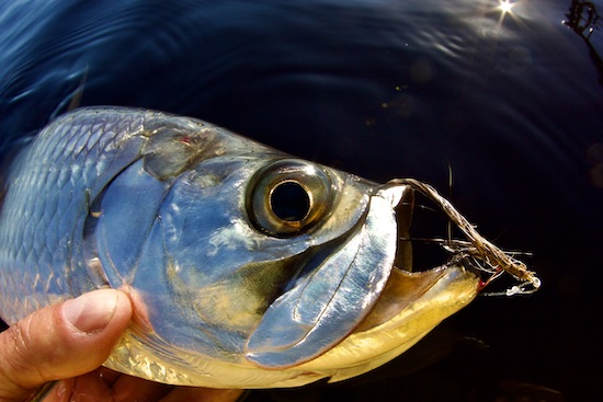 How to Catch Giant Snook on Jigs and Topwater Lures [With Jupiter