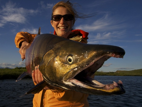 Chum salmon 