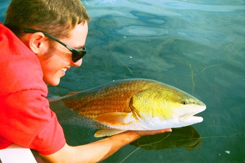 redfish, mosquito lagoon