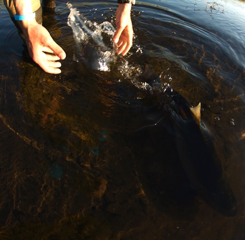 silver salmon release