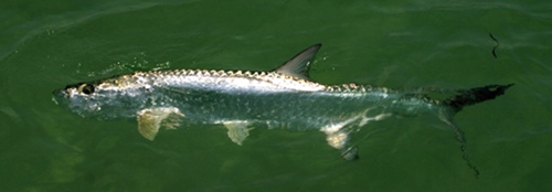 Hooked tarpon, near Boca Grande 