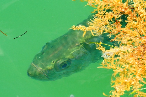 Tarpon, free swimming