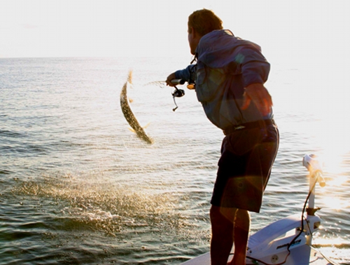 Leaping tarpon, New Smyrna Beach