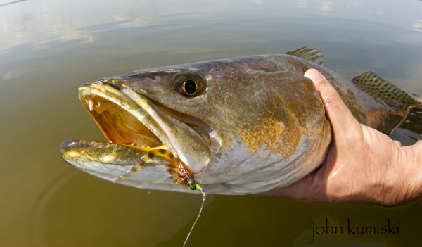 gator trout - Capt. John Kumiski's Spotted Tail Website